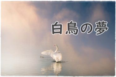 《夢占い》白鳥の夢＊美しい恋愛模様🦢❤